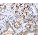 Anti-CXCR-3 Antibody from Bioworld Technology (BS6993) - Antibodies.com
