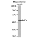 Anti-D4DR Antibody from Bioworld Technology (BS6997) - Antibodies.com