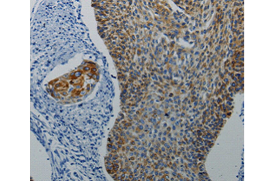 Anti-D4DR Antibody from Bioworld Technology (BS6997) - Antibodies.com