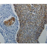 Anti-D4DR Antibody from Bioworld Technology (BS6997) - Antibodies.com