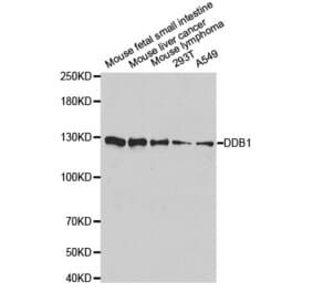 Anti-DDB1 Antibody from Bioworld Technology (BS6999) - Antibodies.com