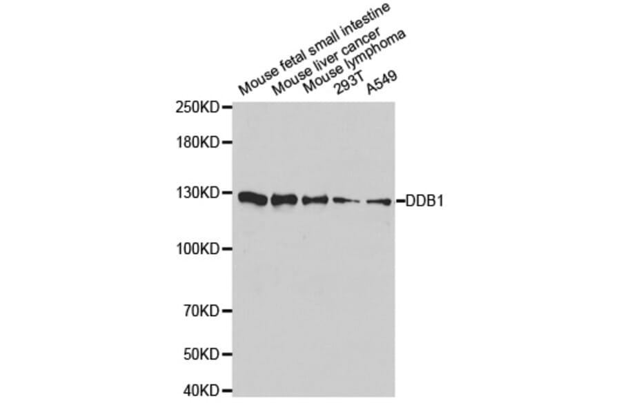 Anti-DDB1 Antibody from Bioworld Technology (BS6999) - Antibodies.com