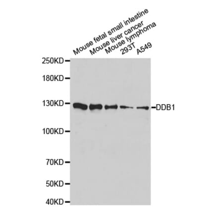 Anti-DDB1 Antibody from Bioworld Technology (BS6999) - Antibodies.com