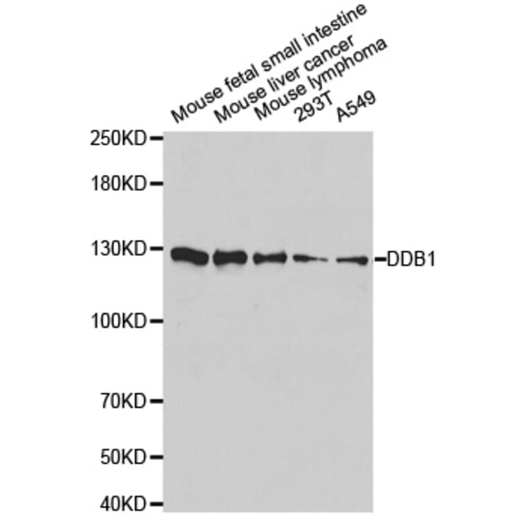 Anti-DDB1 Antibody from Bioworld Technology (BS6999) - Antibodies.com