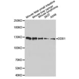 Anti-DDB1 Antibody from Bioworld Technology (BS6999) - Antibodies.com