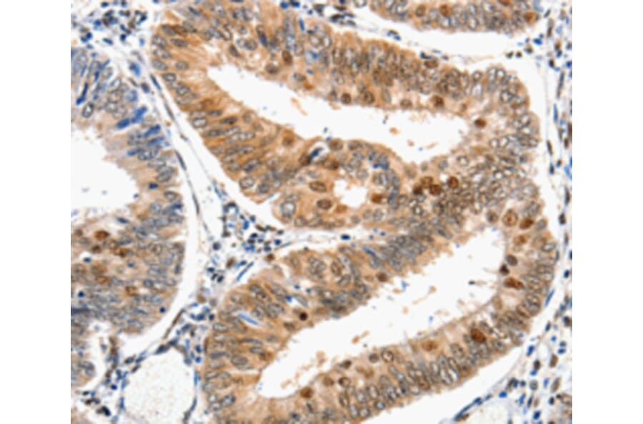 Anti-DDB1 Antibody from Bioworld Technology (BS6999) - Antibodies.com