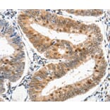 Anti-DDB1 Antibody from Bioworld Technology (BS6999) - Antibodies.com