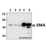 Anti-α-SMA Antibody from Bioworld Technology (BS70000) - Antibodies.com