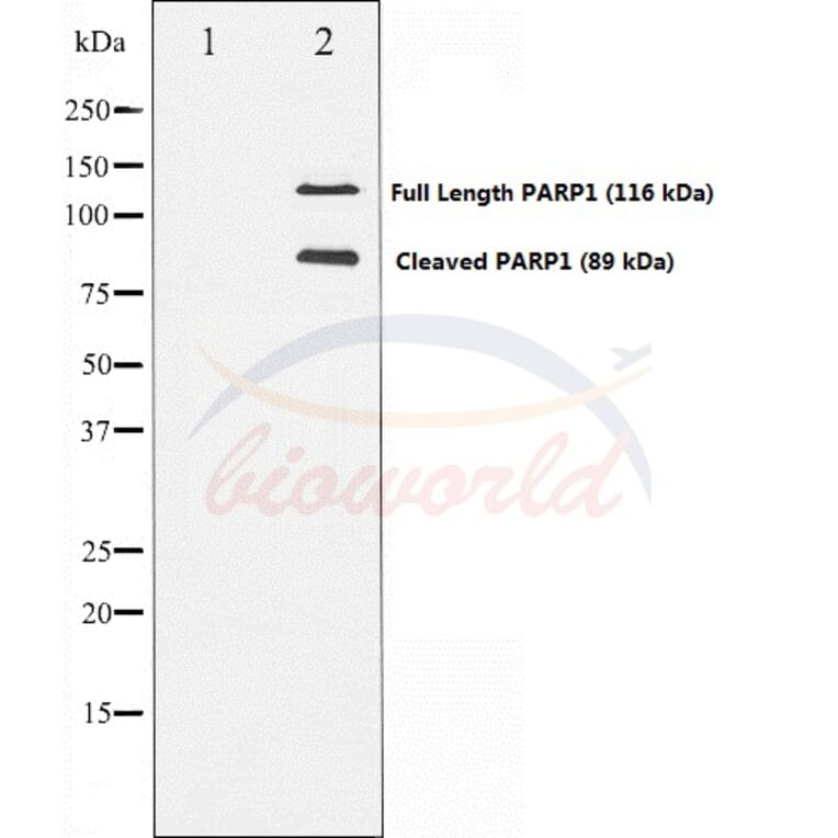 Anti-PARP Antibody from Bioworld Technology (BS70001) - Antibodies.com