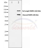 Anti-PARP Antibody from Bioworld Technology (BS70001) - Antibodies.com