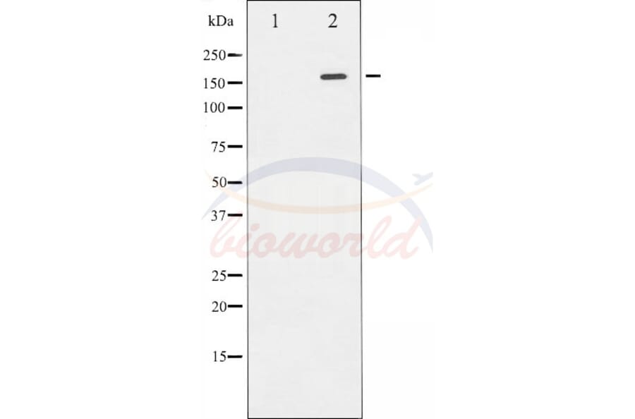 Anti-Rock2 Antibody from Bioworld Technology (BS70002) - Antibodies.com