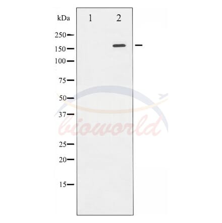 Anti-Rock2 Antibody from Bioworld Technology (BS70002) - Antibodies.com