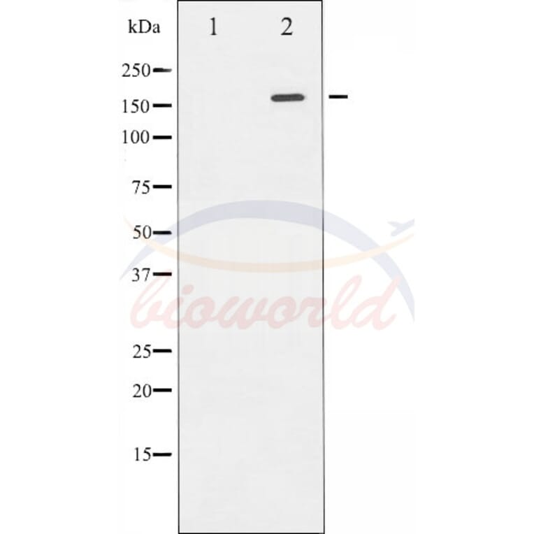 Anti-Rock2 Antibody from Bioworld Technology (BS70002) - Antibodies.com