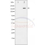 Anti-Rock2 Antibody from Bioworld Technology (BS70002) - Antibodies.com