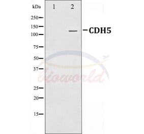 Anti-VE-Cadherin Antibody from Bioworld Technology (BS70004) - Antibodies.com