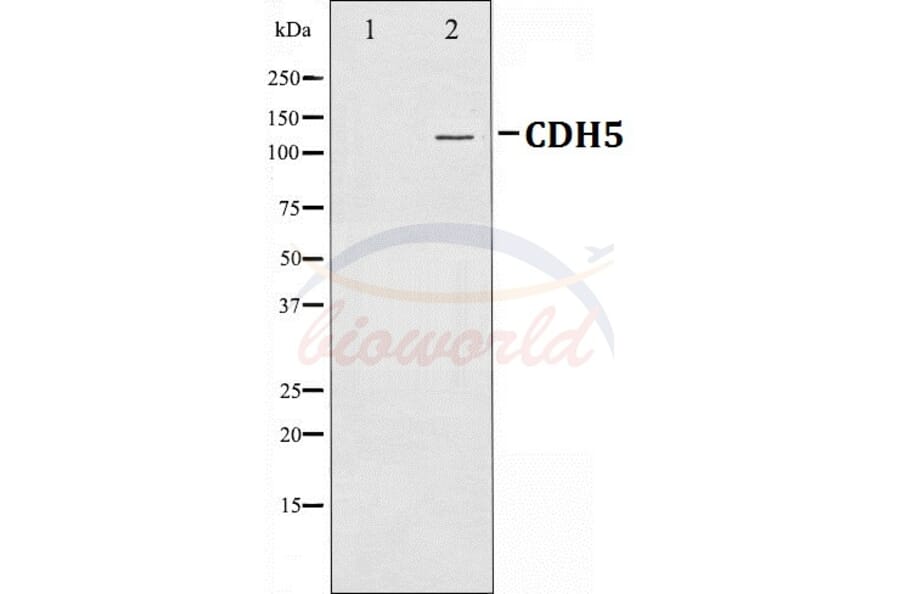 Anti-VE-Cadherin Antibody from Bioworld Technology (BS70004) - Antibodies.com