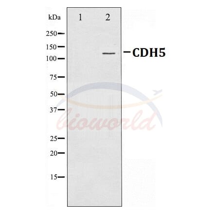 Anti-VE-Cadherin Antibody from Bioworld Technology (BS70004) - Antibodies.com