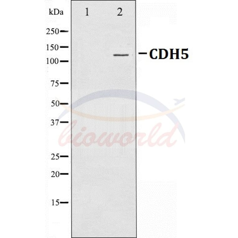 Anti-VE-Cadherin Antibody from Bioworld Technology (BS70004) - Antibodies.com