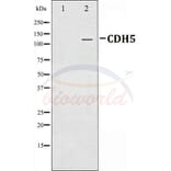 Anti-VE-Cadherin Antibody from Bioworld Technology (BS70004) - Antibodies.com