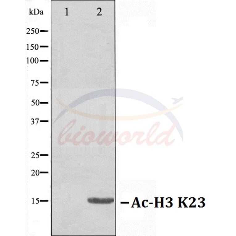 Anti-Histone H3 (Acetyl-K23) Antibody from Bioworld Technology (BS70005) - Antibodies.com