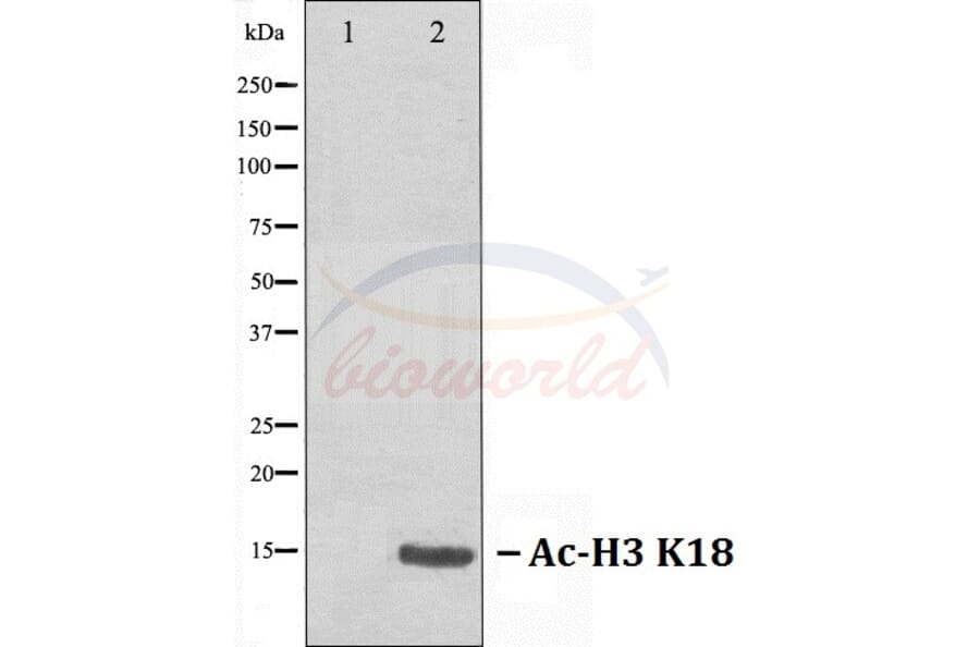 Anti-Histone H3 (Acetyl-K18) Antibody from Bioworld Technology (BS70006) - Antibodies.com