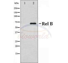 Anti-Rel B (S552) Antibody from Bioworld Technology (BS70007) - Antibodies.com