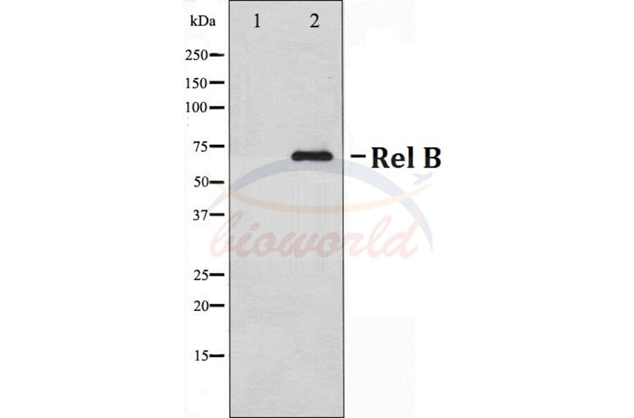 Anti-Rel B (S552) Antibody from Bioworld Technology (BS70007) - Antibodies.com