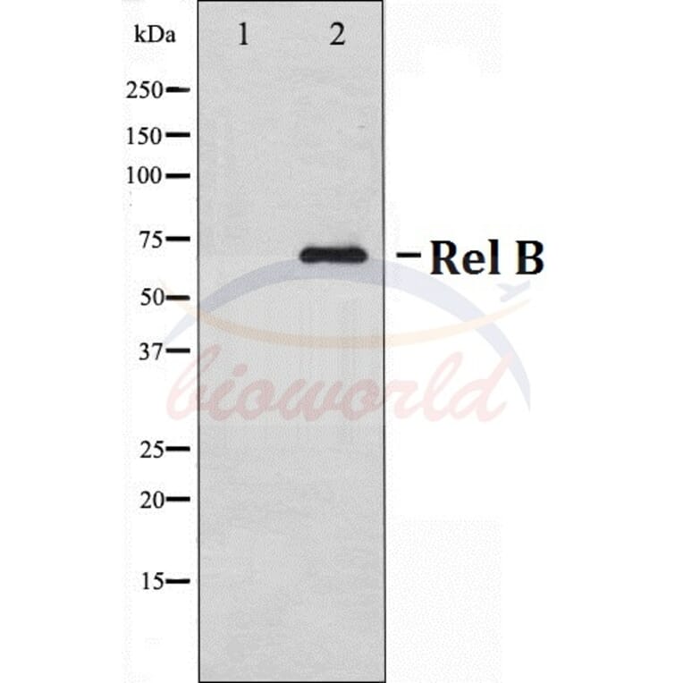 Anti-Rel B (S552) Antibody from Bioworld Technology (BS70007) - Antibodies.com