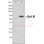 Anti-Rel B (S552) Antibody from Bioworld Technology (BS70007) - Antibodies.com