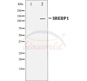 Anti-SREBP-1 Antibody from Bioworld Technology (BS70008) - Antibodies.com