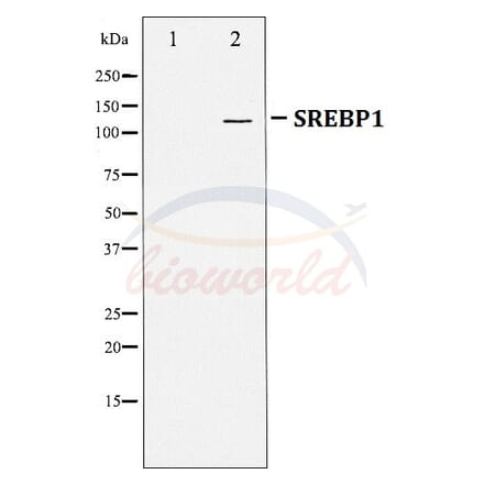 Anti-SREBP-1 Antibody from Bioworld Technology (BS70008) - Antibodies.com