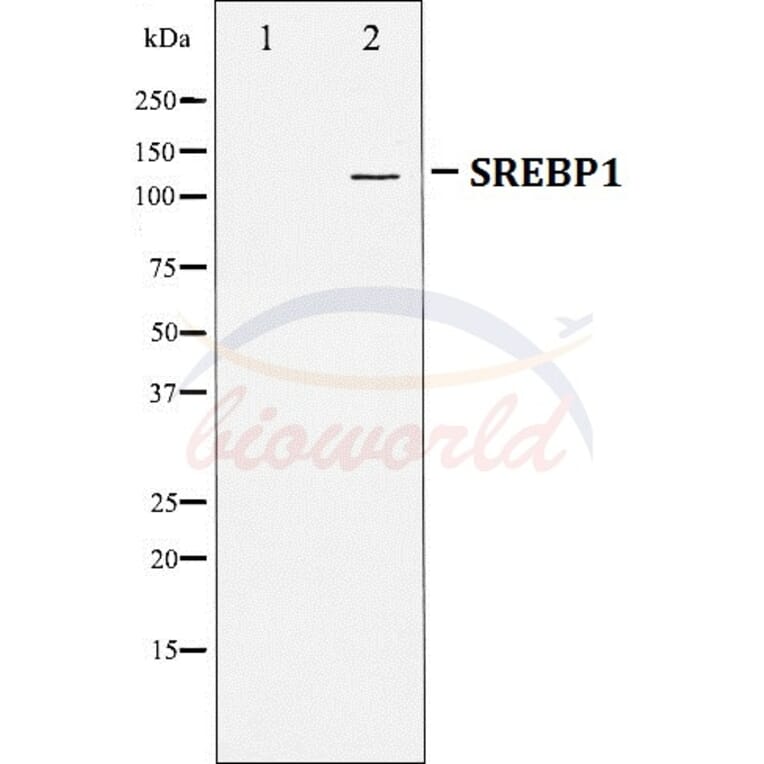 Anti-SREBP-1 Antibody from Bioworld Technology (BS70008) - Antibodies.com