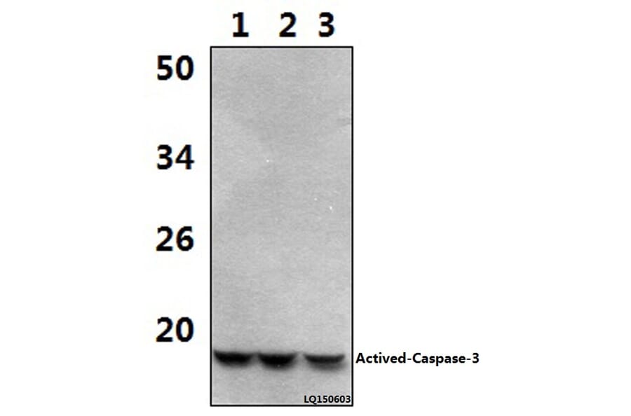 Anti-Actived-Caspase-3 p17 Antibody from Bioworld Technology (BS7004) - Antibodies.com