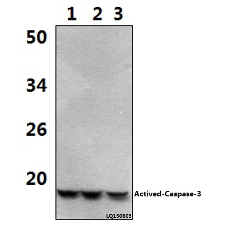 Anti-Actived-Caspase-3 p17 Antibody from Bioworld Technology (BS7004) - Antibodies.com