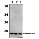 Anti-Actived-Caspase-3 p17 Antibody from Bioworld Technology (BS7004) - Antibodies.com