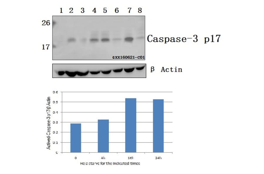 Anti-Actived-Caspase-3 p17 Antibody from Bioworld Technology (BS7004) - Antibodies.com