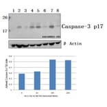 Anti-Actived-Caspase-3 p17 Antibody from Bioworld Technology (BS7004) - Antibodies.com