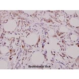 Anti-Actived-Caspase-3 p17 Antibody from Bioworld Technology (BS7004) - Antibodies.com