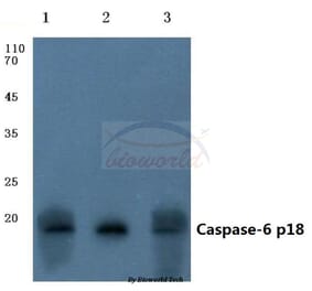 Anti-Caspase-6 p18 (D179) Antibody from Bioworld Technology (BS7005) - Antibodies.com