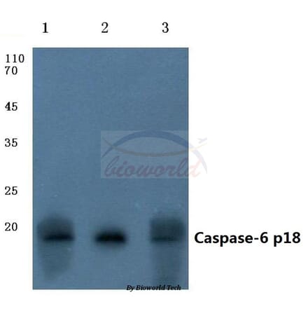 Anti-Caspase-6 p18 (D179) Antibody from Bioworld Technology (BS7005) - Antibodies.com