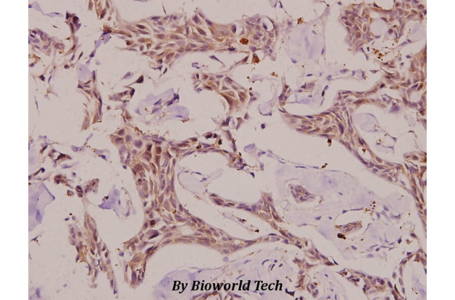 Anti-Caspase-6 p18 (D179) Antibody from Bioworld Technology (BS7005) - Antibodies.com