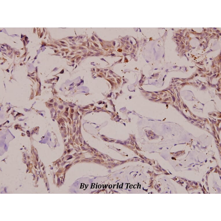 Anti-Caspase-6 p18 (D179) Antibody from Bioworld Technology (BS7005) - Antibodies.com