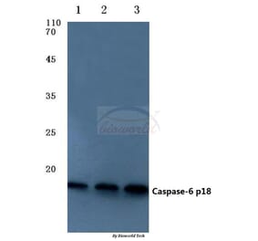 Anti-Caspase-6 p18 (D162) Antibody from Bioworld Technology (BS7006) - Antibodies.com