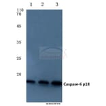 Anti-Caspase-6 p18 (D162) Antibody from Bioworld Technology (BS7006) - Antibodies.com