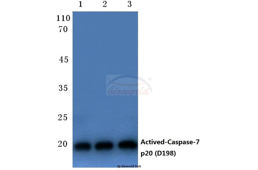 Anti-Caspase-7 p20 (D198) Antibody from Bioworld Technology (BS7007) - Antibodies.com