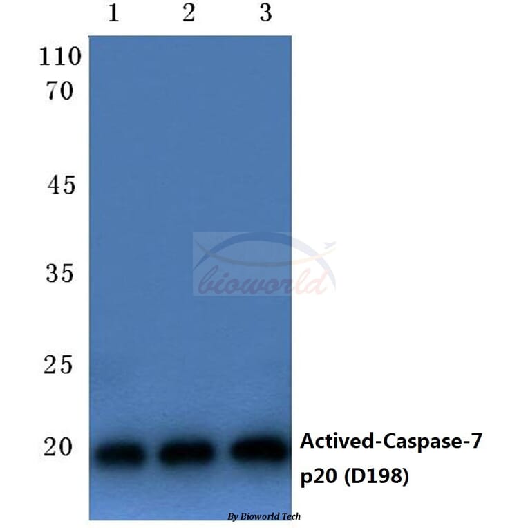 Anti-Caspase-7 p20 (D198) Antibody from Bioworld Technology (BS7007) - Antibodies.com