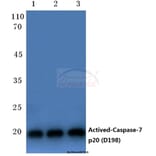 Anti-Caspase-7 p20 (D198) Antibody from Bioworld Technology (BS7007) - Antibodies.com