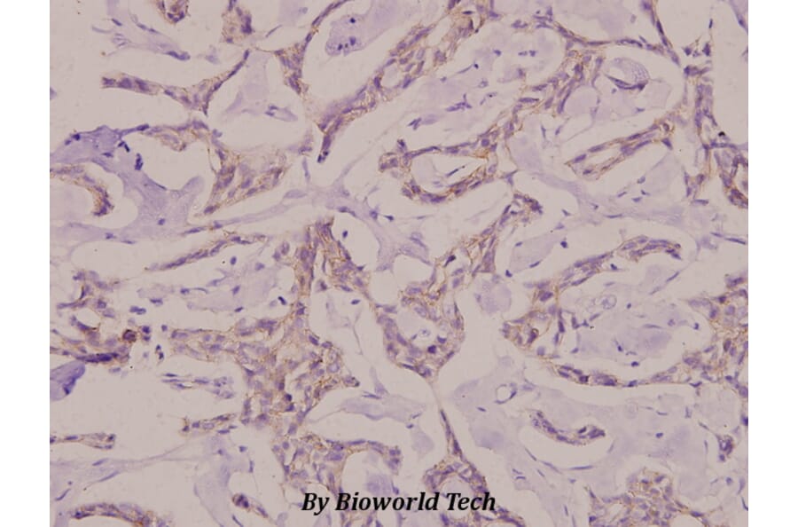 Anti-Caspase-7 p20 (D198) Antibody from Bioworld Technology (BS7007) - Antibodies.com
