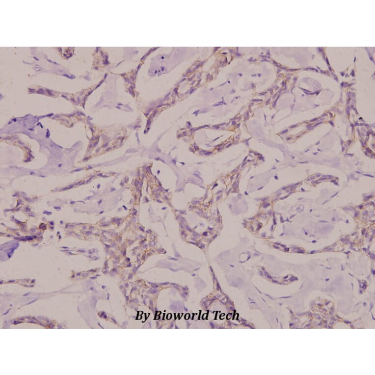 Anti-Caspase-7 p20 (D198) Antibody from Bioworld Technology (BS7007) - Antibodies.com