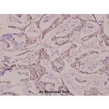 Anti-Caspase-7 p20 (D198) Antibody from Bioworld Technology (BS7007) - Antibodies.com